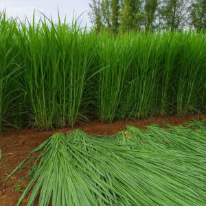 অস্ট্রেলিয়ান সুপার সবুজ নেপিয়ার ঘাস 1 Kg